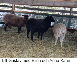 Lill-Gustav 2019 B.jpg